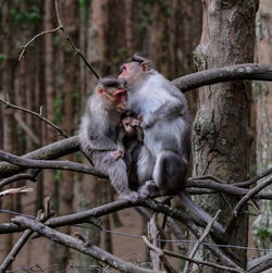 Monkeys sitting on branch