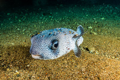 Arothron fish in the red sea colorful and beautiful, eilat israel