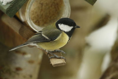 Close-up of bird perching outdoors