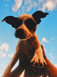 Low angle view of hand on dog against sky