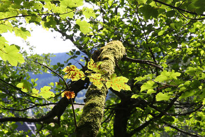 Low angle view of a tree