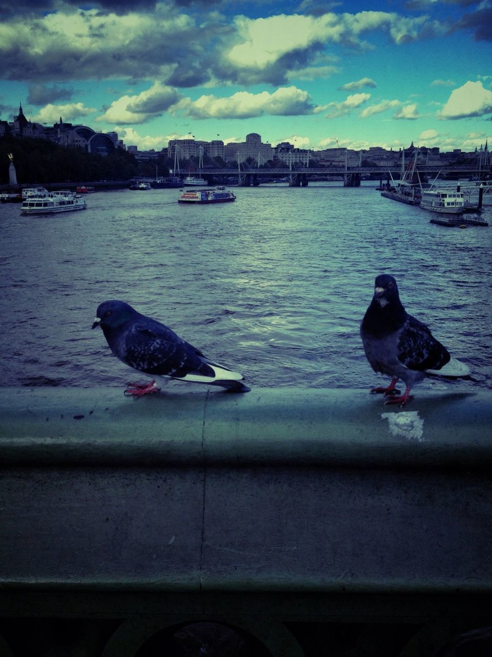 bird, animal themes, animals in the wild, water, wildlife, duck, lake, sky, two animals, perching, one animal, nature, cloud - sky, medium group of animals, three animals, seagull, river, pigeon, outdoors, no people