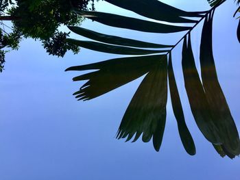 Low angle view of plants against clear blue sky