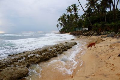 Dog on beach