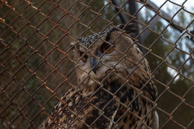 Close-up of chainlink fence in cage