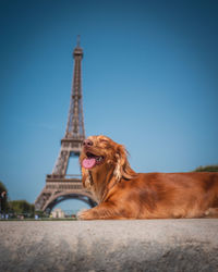 Low angle view of dog against clear blue sky