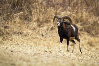 Portrait of an animal on field