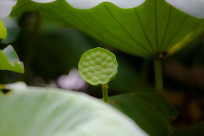 Close-up of green leaves
