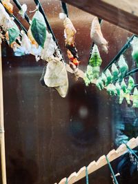 Close-up of leaves on glass window