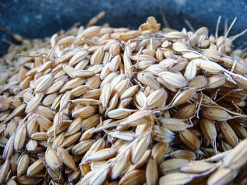 Close-up of unhusked mountain rice