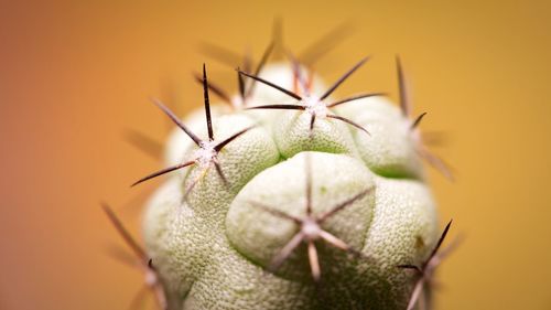 Close-up of plant