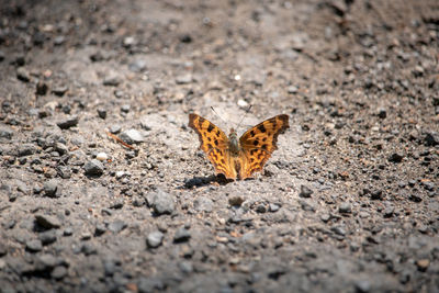 Close-up of butterfly on dry leaf