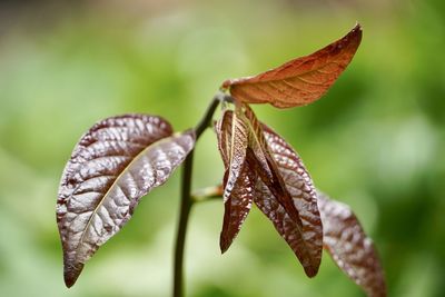 Close-up of dry leaf on plant