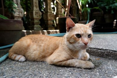 Cat sitting in a dog looking away