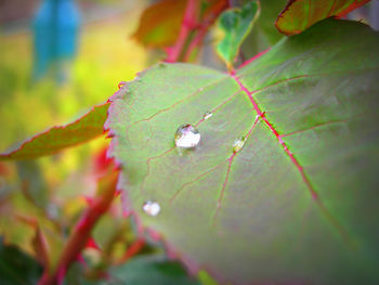 Close-up of insect on leaf