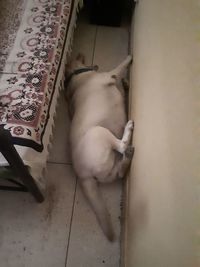 High angle view of a dog on floor at home