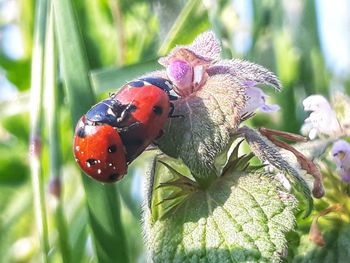 Close-up of ladybug on plant