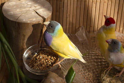 Close-up of gouldian finches perching in a cage