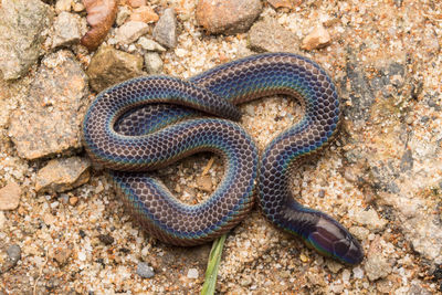 Close-up of lizard on ground