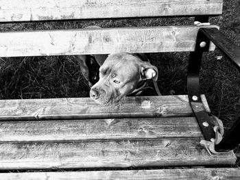 High angle view of dog in pen