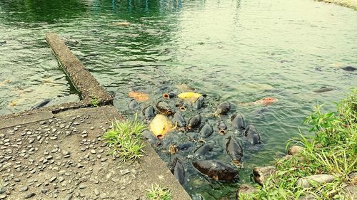 High angle view of birds swimming in lake