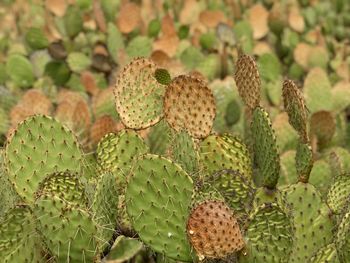 Close-up of prickly pear cactus