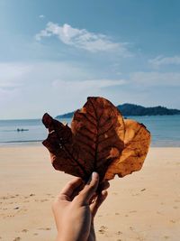 Cropped hand holding leaf at beach against sky