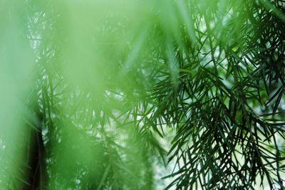 Close-up of fresh green plant