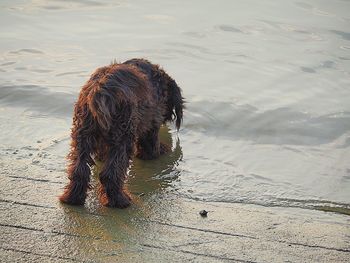 View of dog on beach