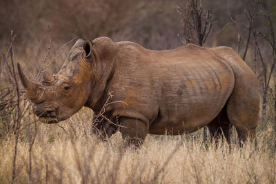 Side view of rhinoceros on field