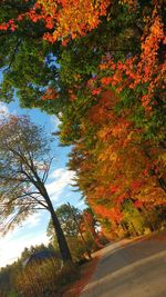 Trees in autumn