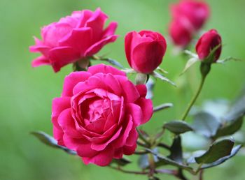 Close-up of pink flowers blooming outdoors