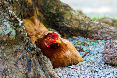 A female bird, especially of a domestic fowl.