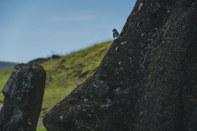 Bird perching on a moai's nose