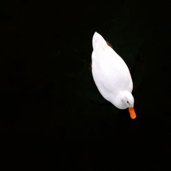 Bird on white background