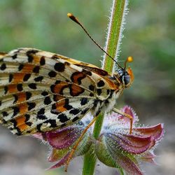 Close-up of butterfly on flower