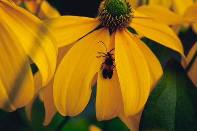 Close-up of insect on yellow flower