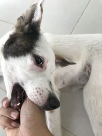 Close-up of hand holding dog