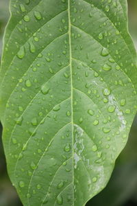 Close-up of wet leaf