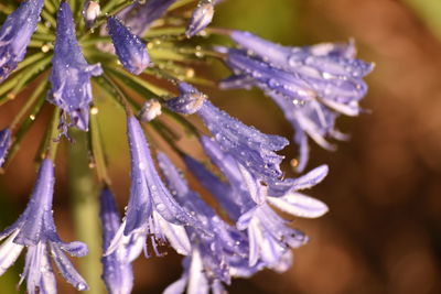 Close-up of wet flowers