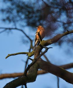 Bird perching on a tree