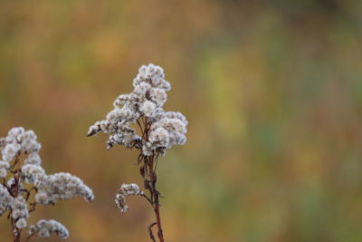 Close-up of white flowering plant