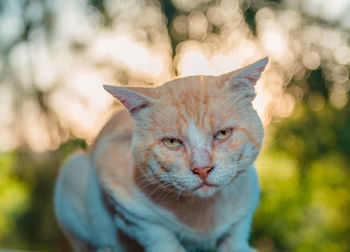 Close-up portrait of a cat