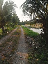 Road amidst palm trees against sky