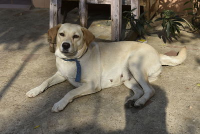 Portrait of dog resting outdoors