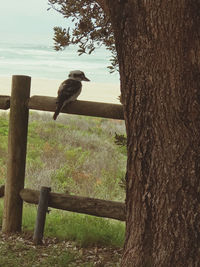 Bird perching on a tree