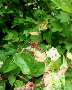 Close-up of insect on leaf