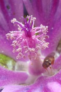 Close-up of pink flower