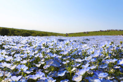 Close-up of fresh flowers in field against clear blue sky