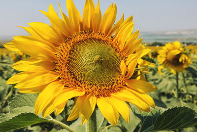 Close-up of sunflower